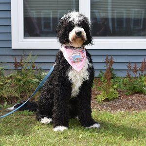 Meet your Posher, Andrew